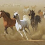 Arabian Equines
